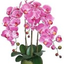 orchidej, kvìty