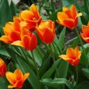 tulipány, kvìtiny