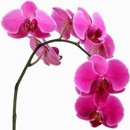 orchidej, kvìt