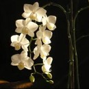 orchidej, kvìt