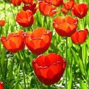 tulipán, kvìt